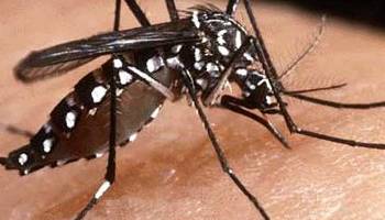 Vírus da dengue que estava inativo há 20 anos volta a ser identificado 